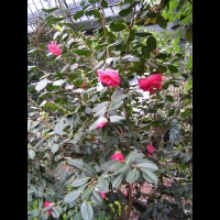 Theacees - Camellia Japonica cv. Drama Girl (3)